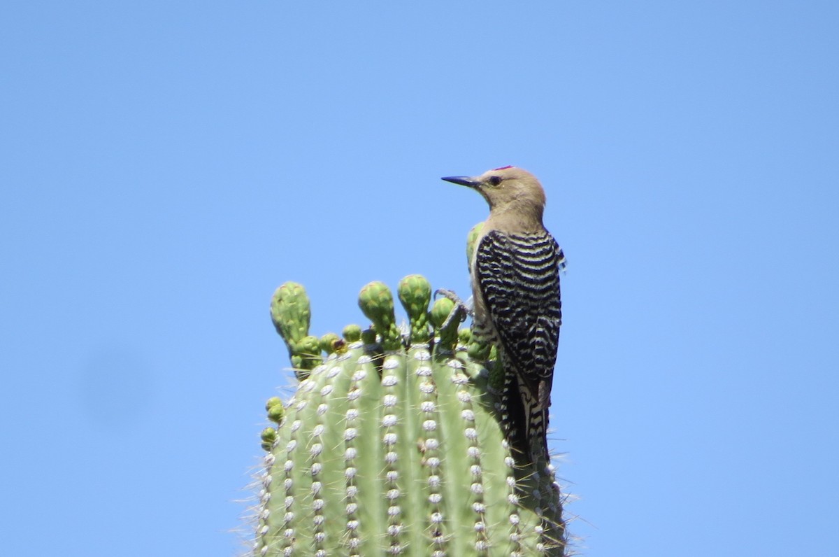 Gila Woodpecker - Alan Collier