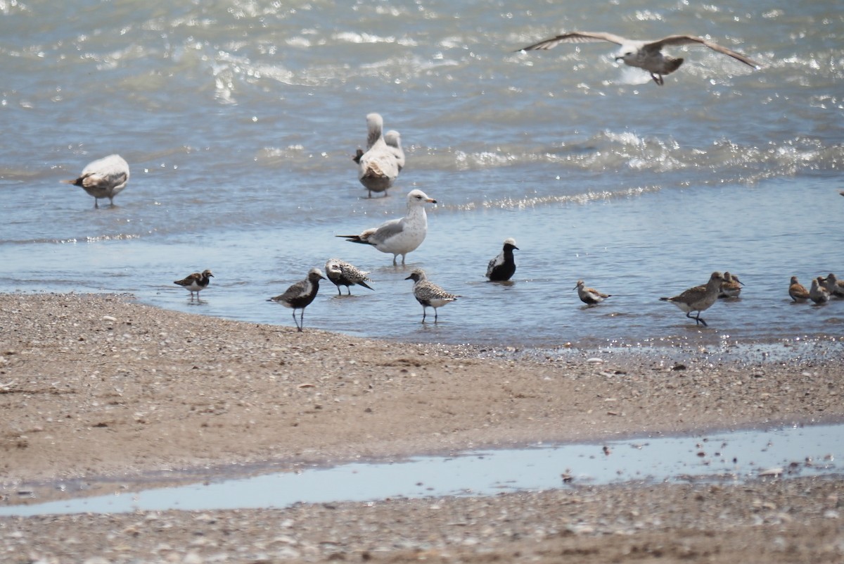 Ruddy Turnstone - André Dionne