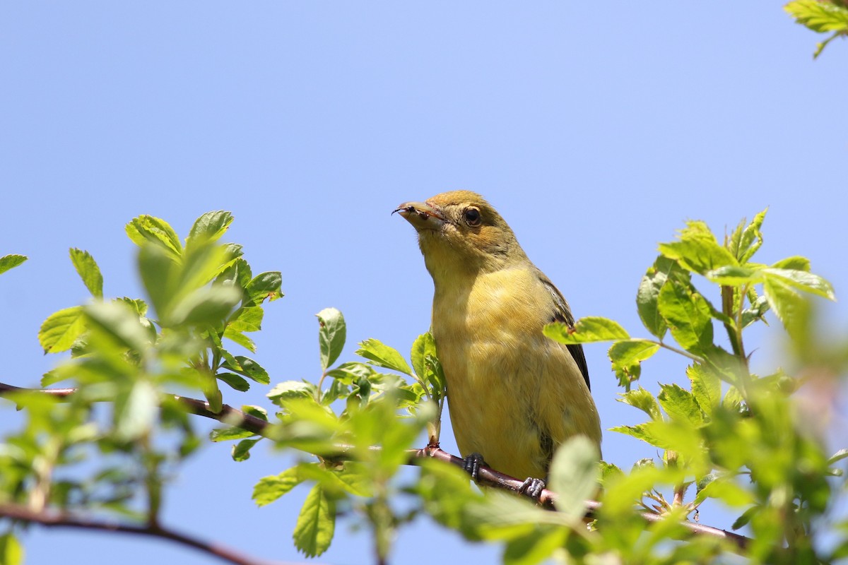 Scarlet Tanager - Lily Morello