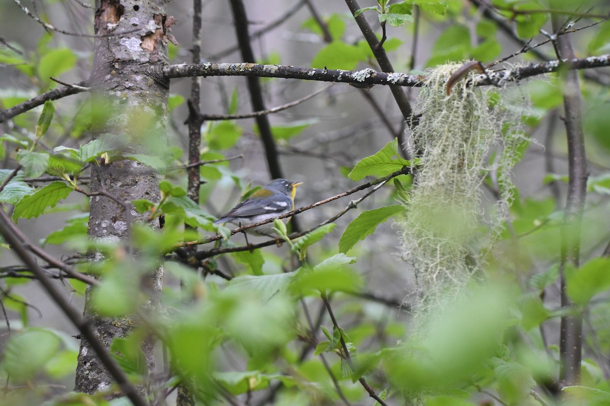 Northern Parula - Ryne Rutherford