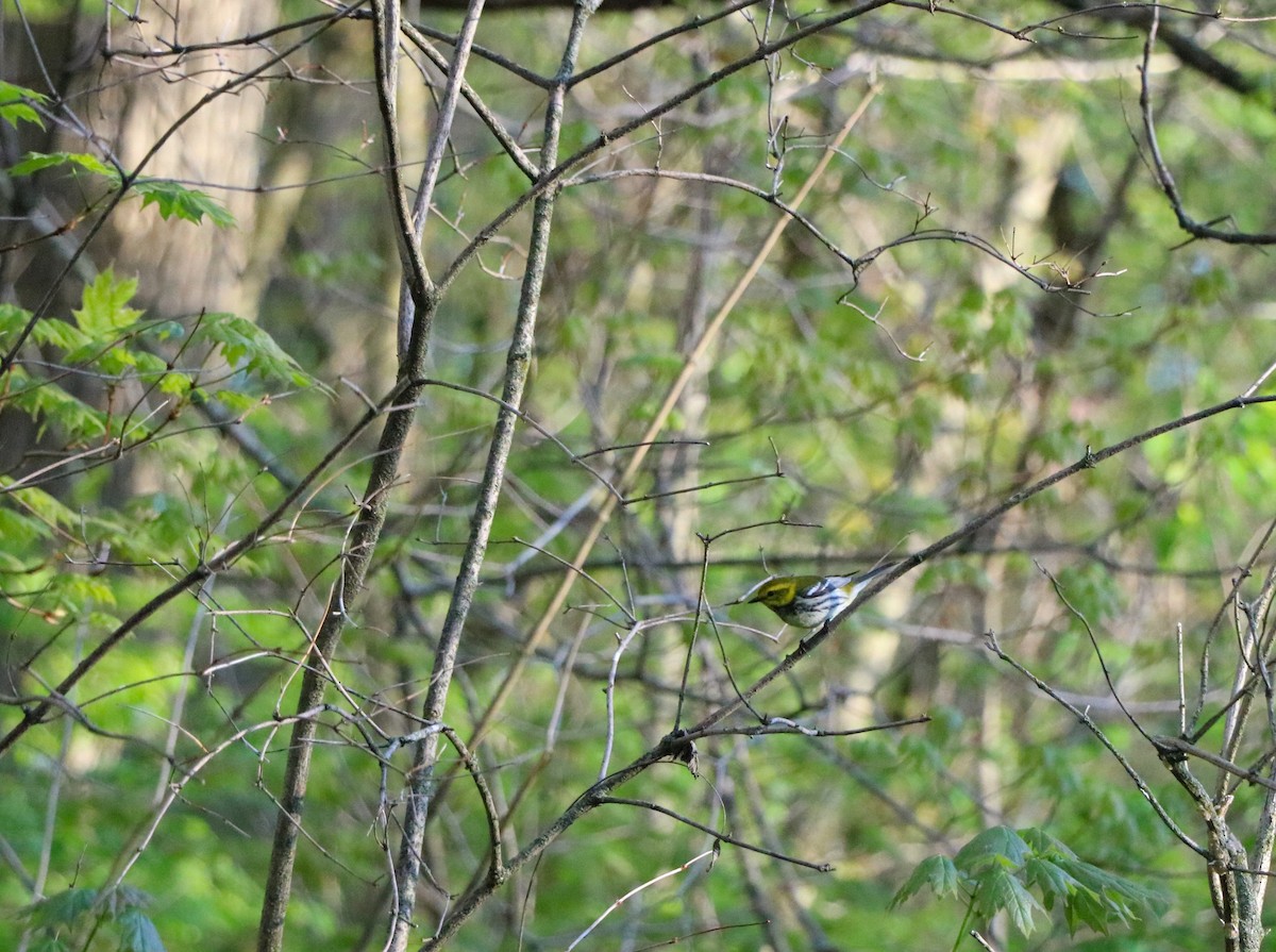 Black-throated Green Warbler - Lisa Maier