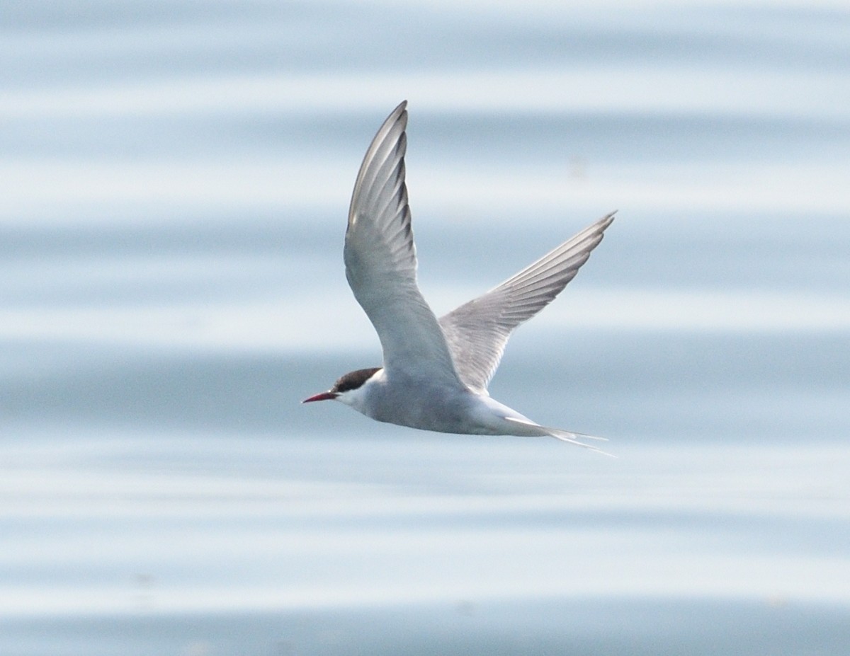 Arctic Tern - Margaret Hough