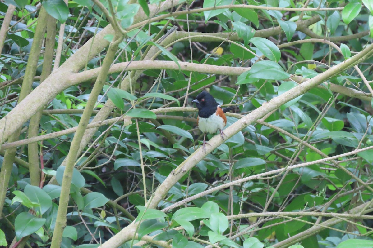 Spotted Towhee - Becky Turley