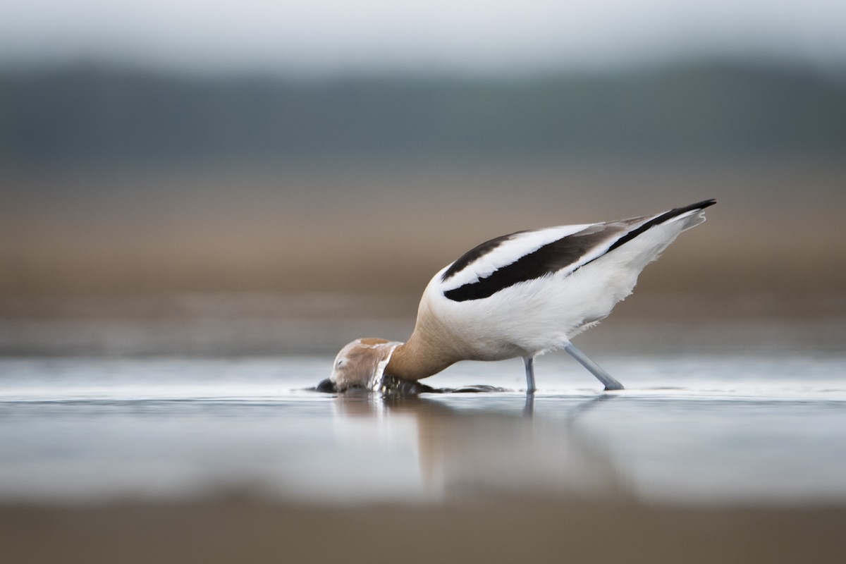 American Avocet - Jameson Koehn