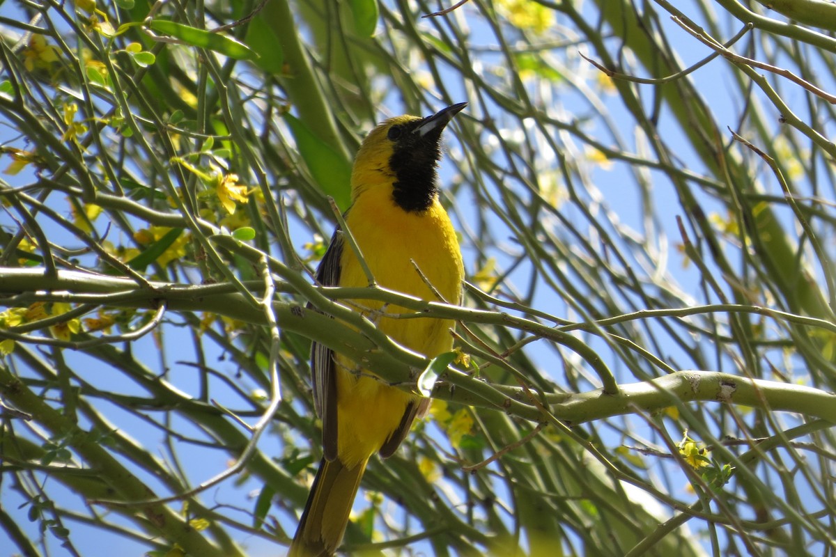 Hooded Oriole - Alan Collier