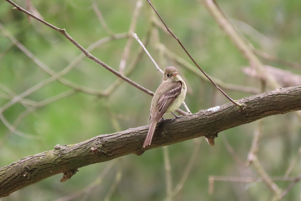 Western Flycatcher (Pacific-slope) - Becky Turley