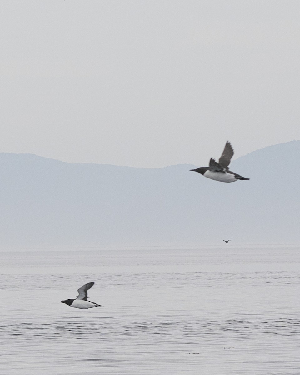 Razorbill - Guillaume Charette