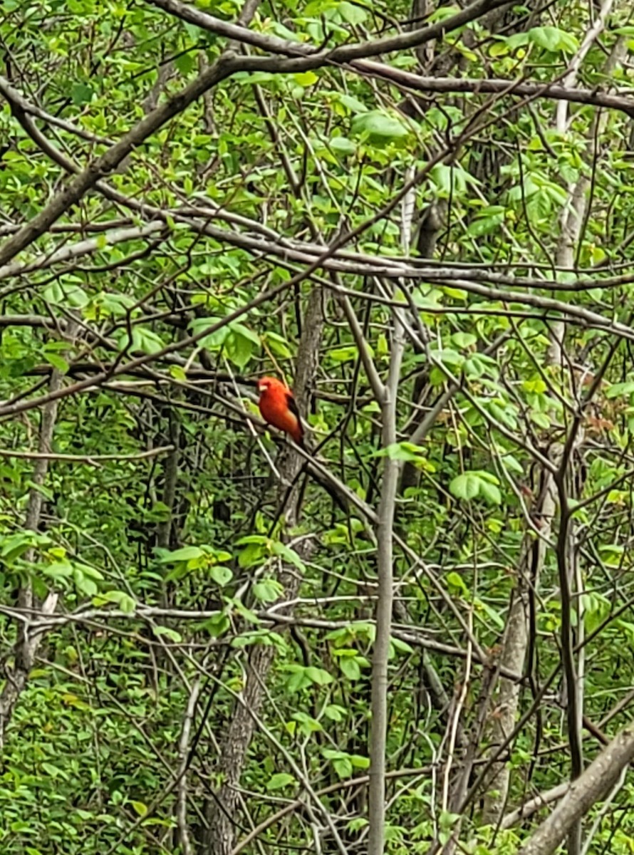 Scarlet Tanager - William Lamond