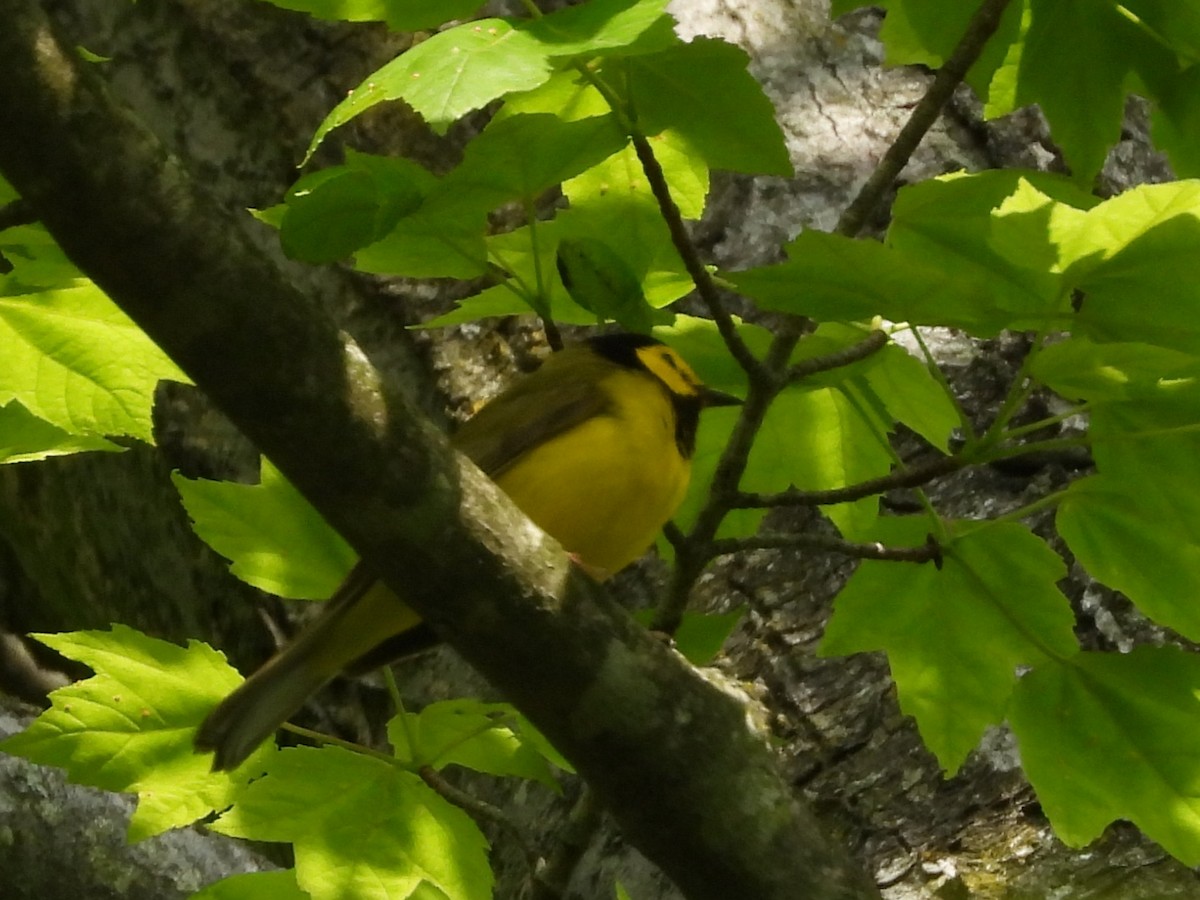 Hooded Warbler - Sam Ivande