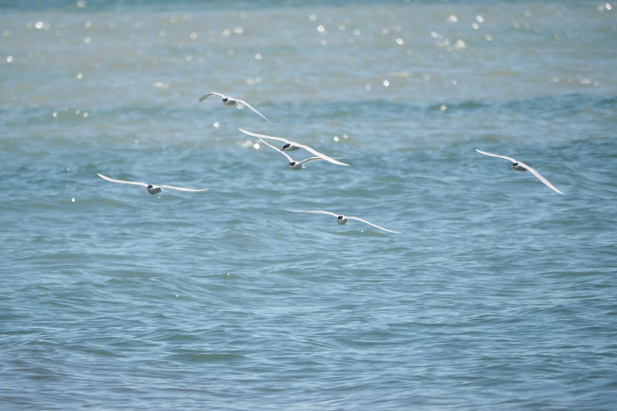 Forster's Tern - André Dionne