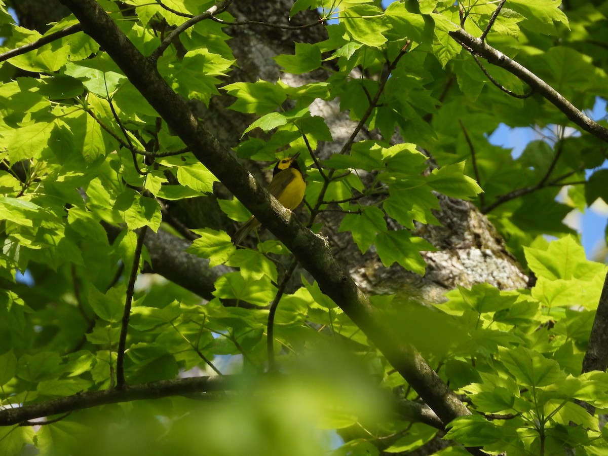 Hooded Warbler - Sam Ivande