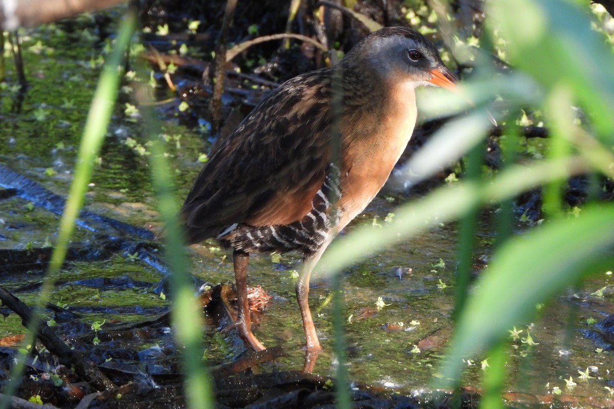 Virginia Rail - Yana Levchinsky