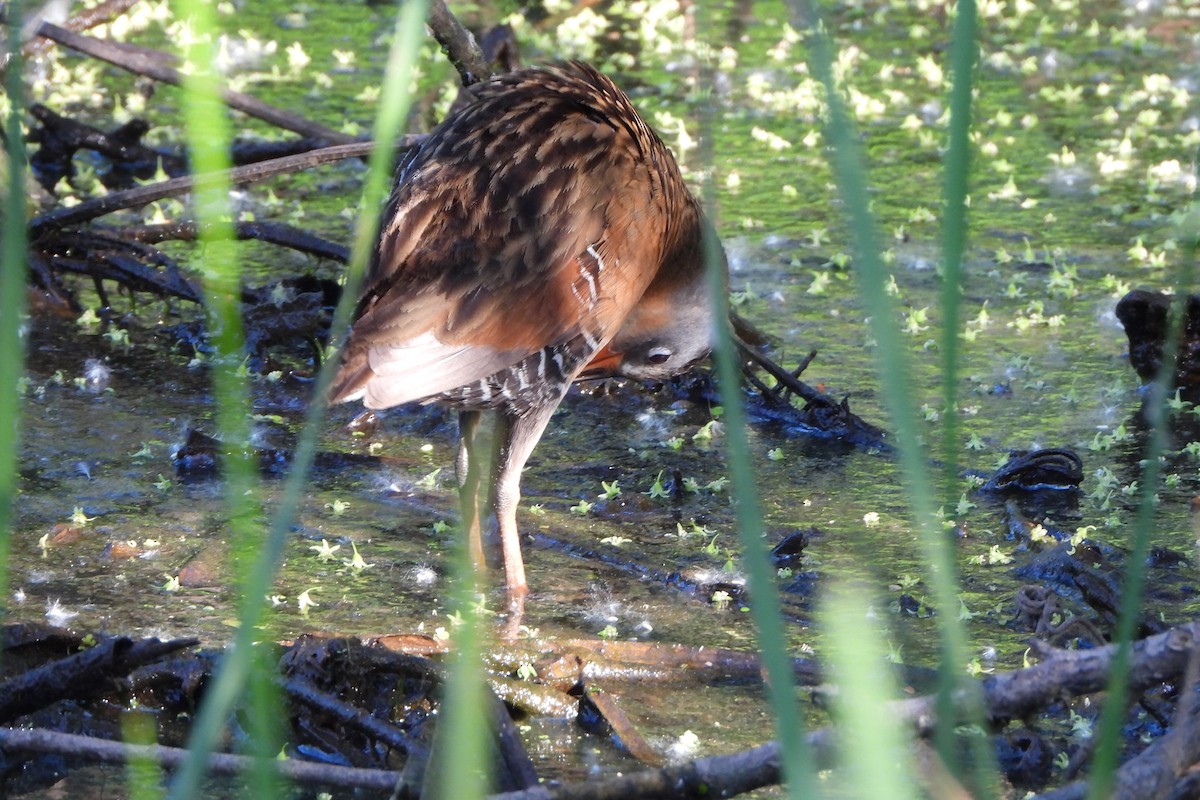 Virginia Rail - Yana Levchinsky