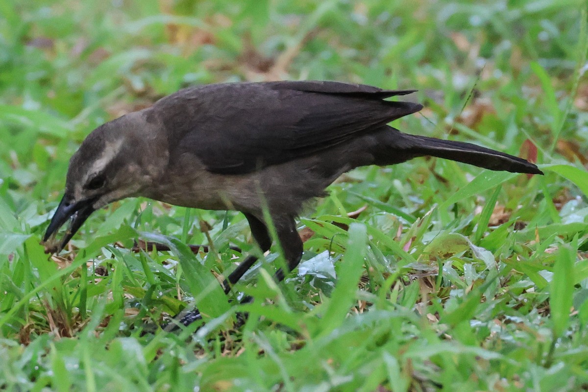 Carib Grackle - Pam Rasmussen