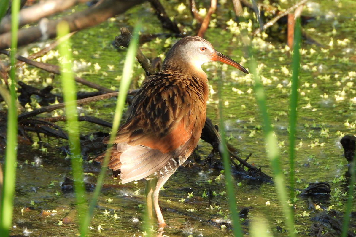 Virginia Rail - Yana Levchinsky