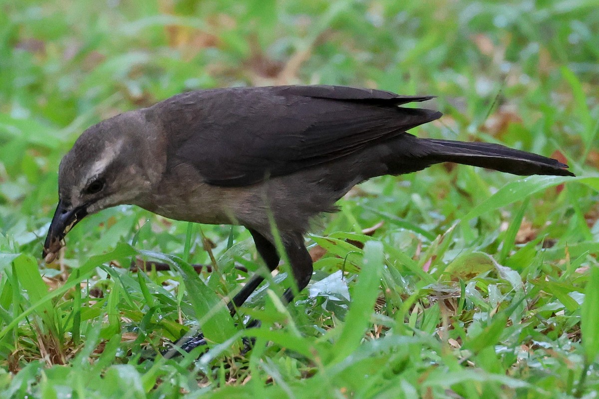 Carib Grackle - Pam Rasmussen