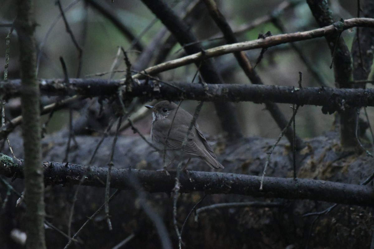 Gray-cheeked Thrush - Ryne Rutherford