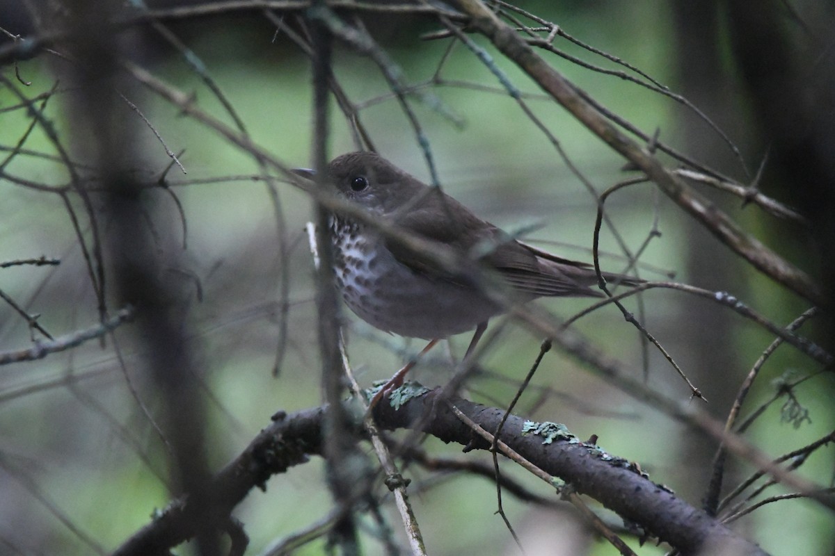 Gray-cheeked Thrush - Ryne Rutherford