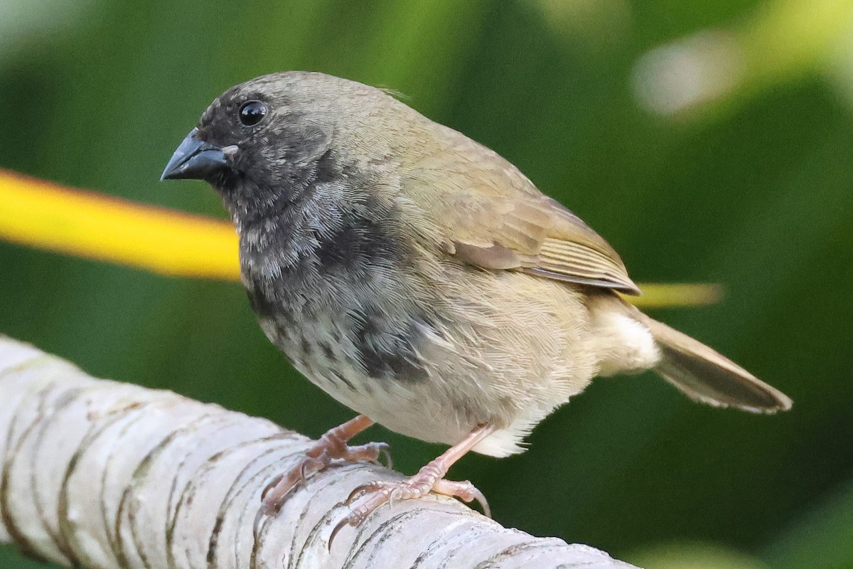 Black-faced Grassquit - Pam Rasmussen