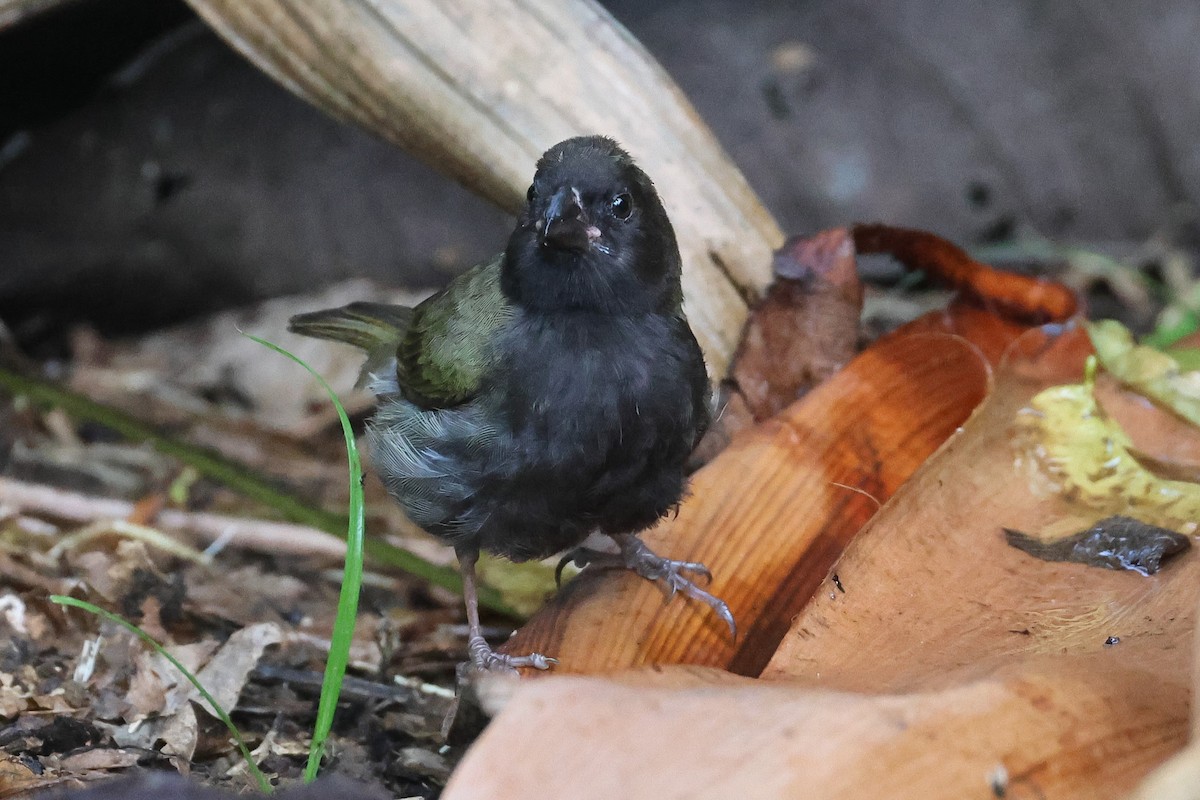 Black-faced Grassquit - Pam Rasmussen