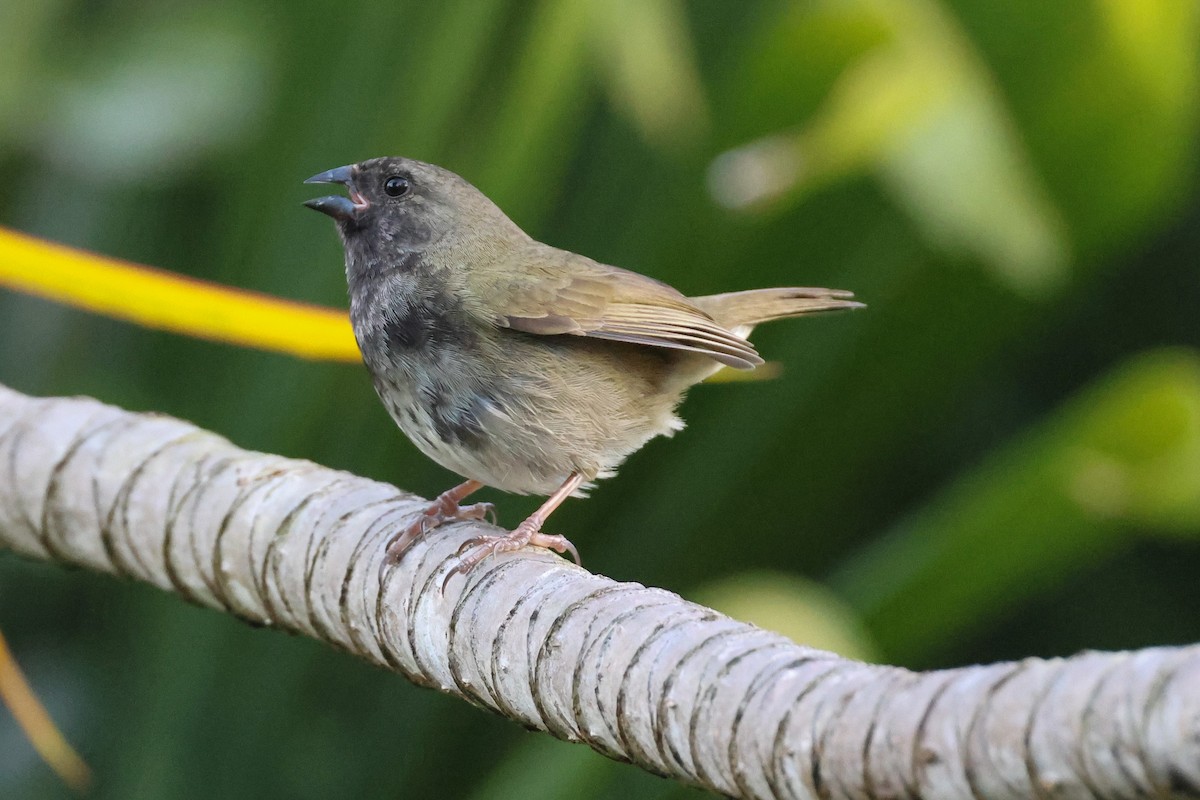 Black-faced Grassquit - Pam Rasmussen