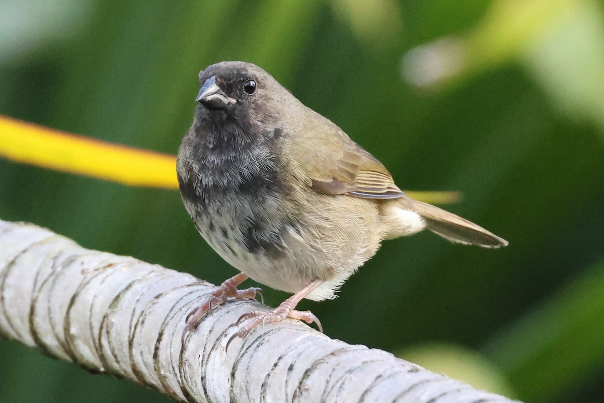 Black-faced Grassquit - Pam Rasmussen