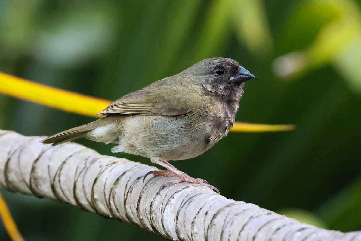 Black-faced Grassquit - Pam Rasmussen