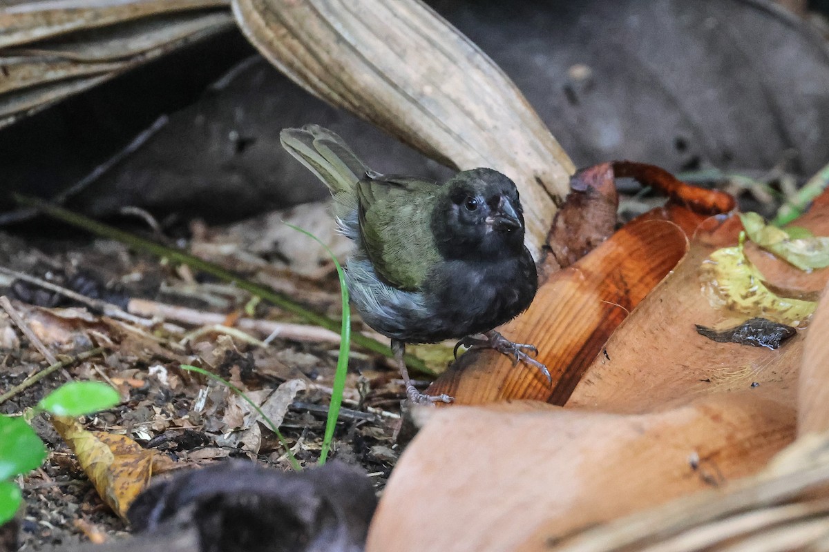 Black-faced Grassquit - Pam Rasmussen