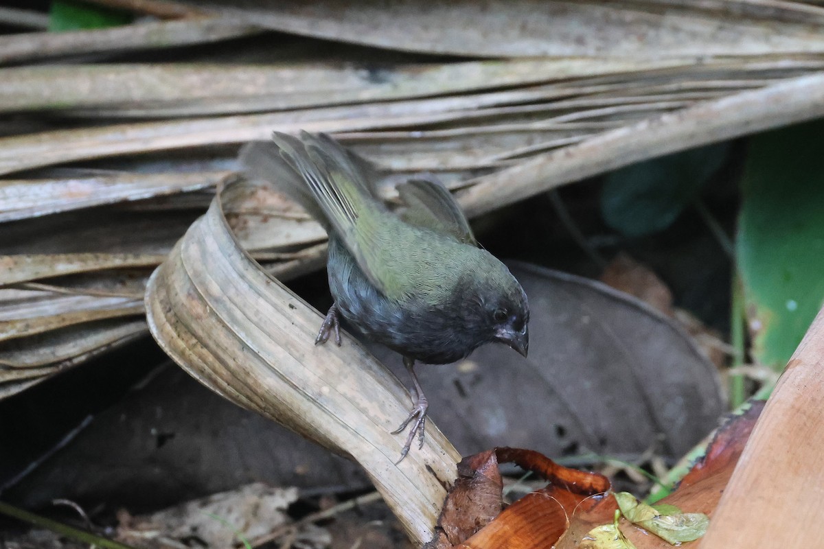 Black-faced Grassquit - Pam Rasmussen