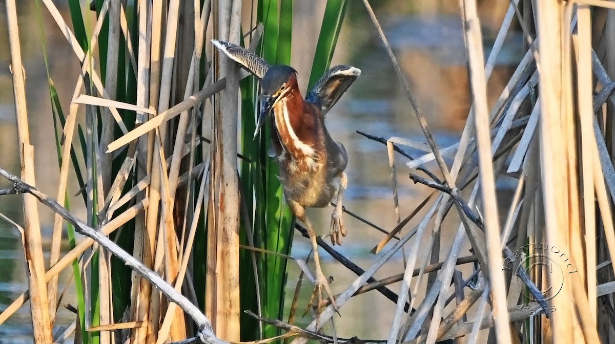 Green Heron - Raymond Paris