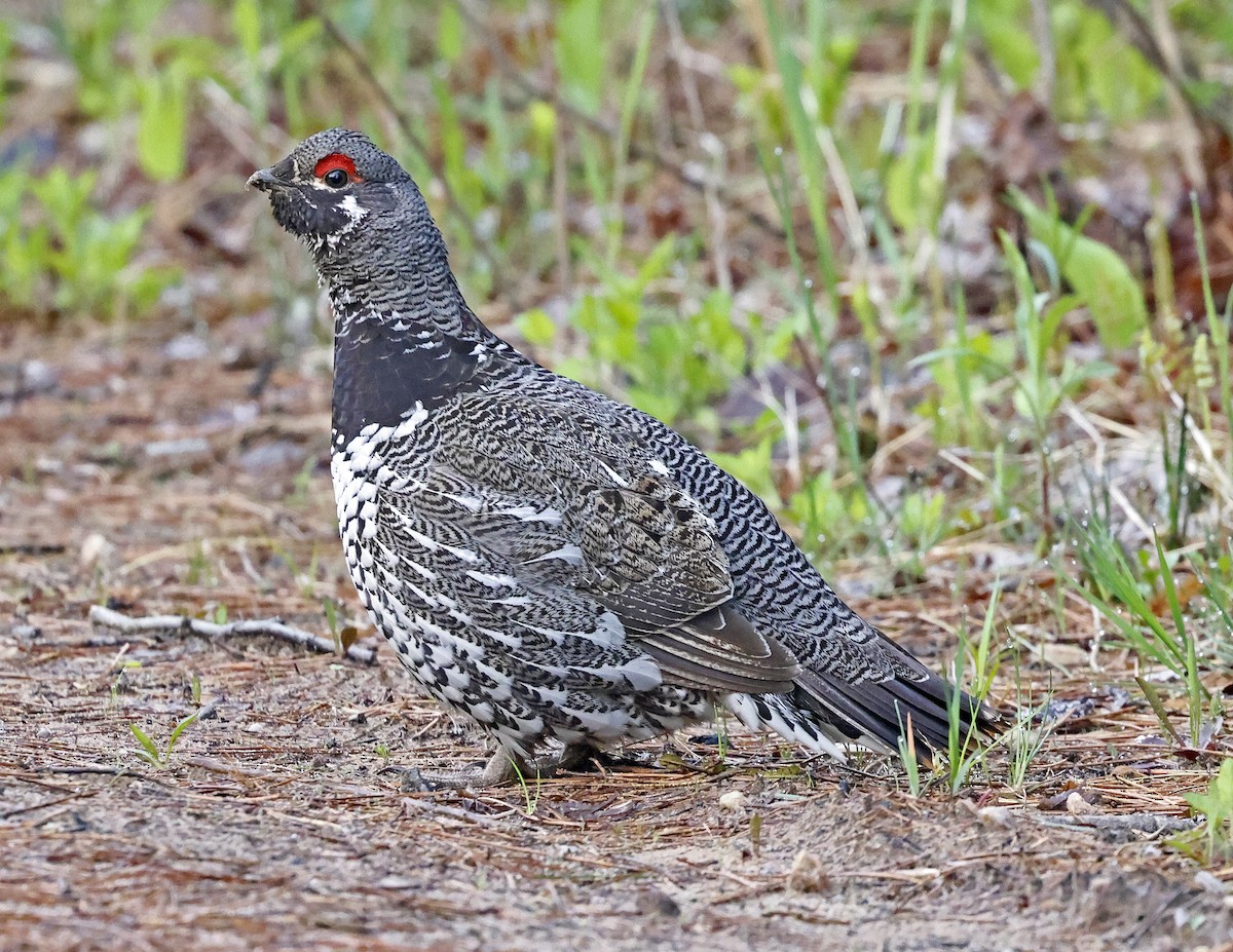 Spruce Grouse - David McQuade