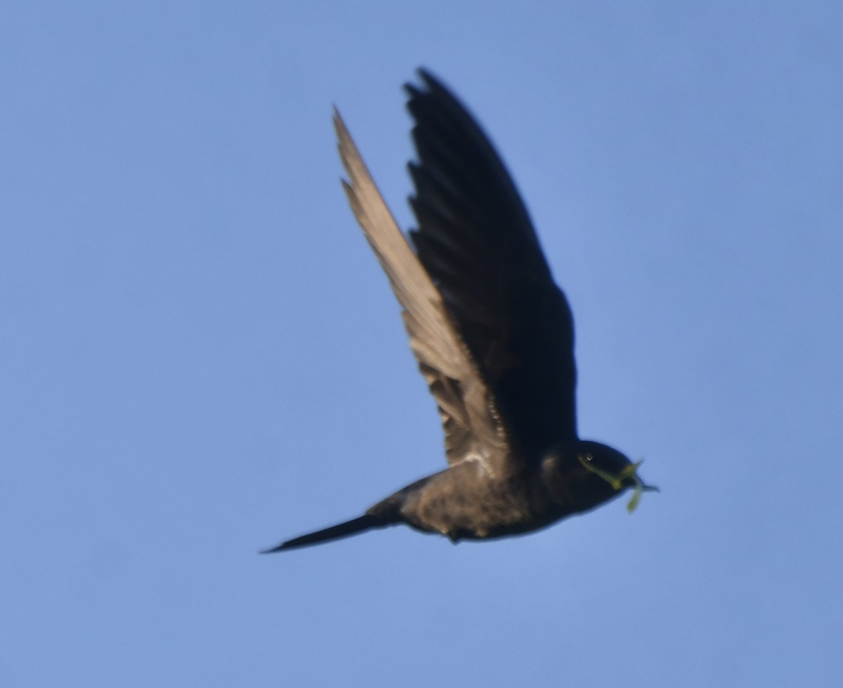 Purple Martin - Suzanne Sullivan