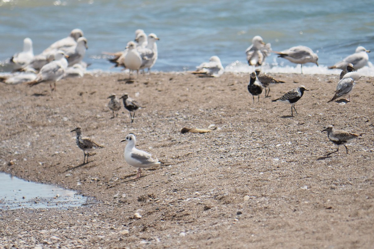 Bonaparte's Gull - André Dionne