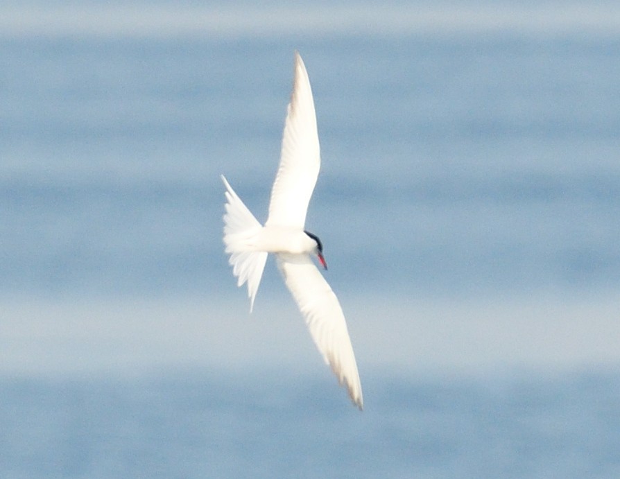 Common Tern - Margaret Hough