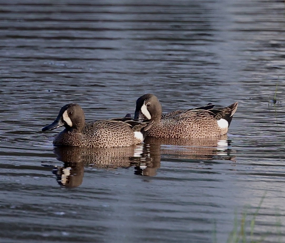 Blue-winged Teal - Dean Silvers