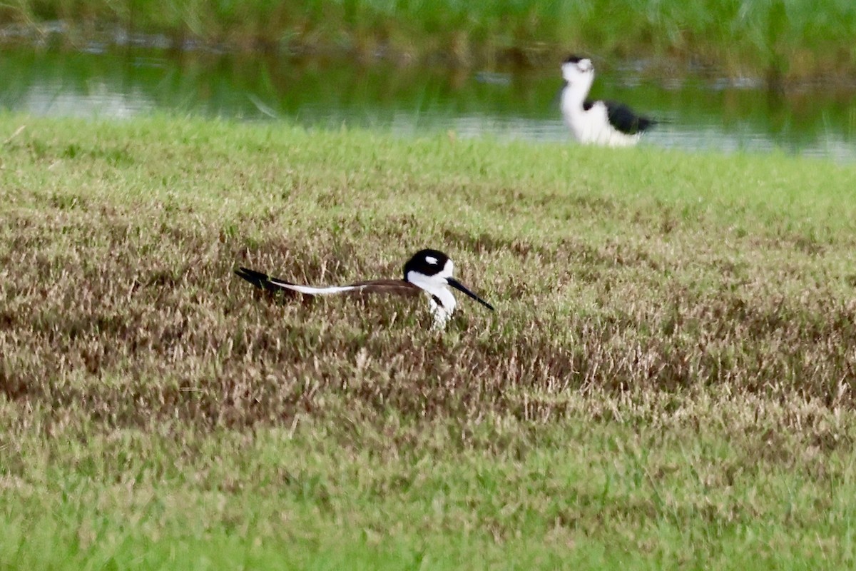 Black-necked Stilt - ML619466798