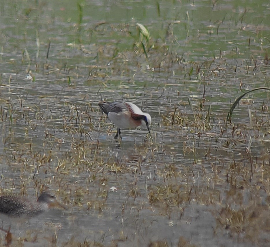 Wilson's Phalarope - William Lamond