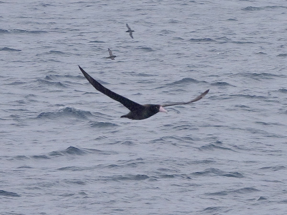 Albatros à queue courte - ML619466808
