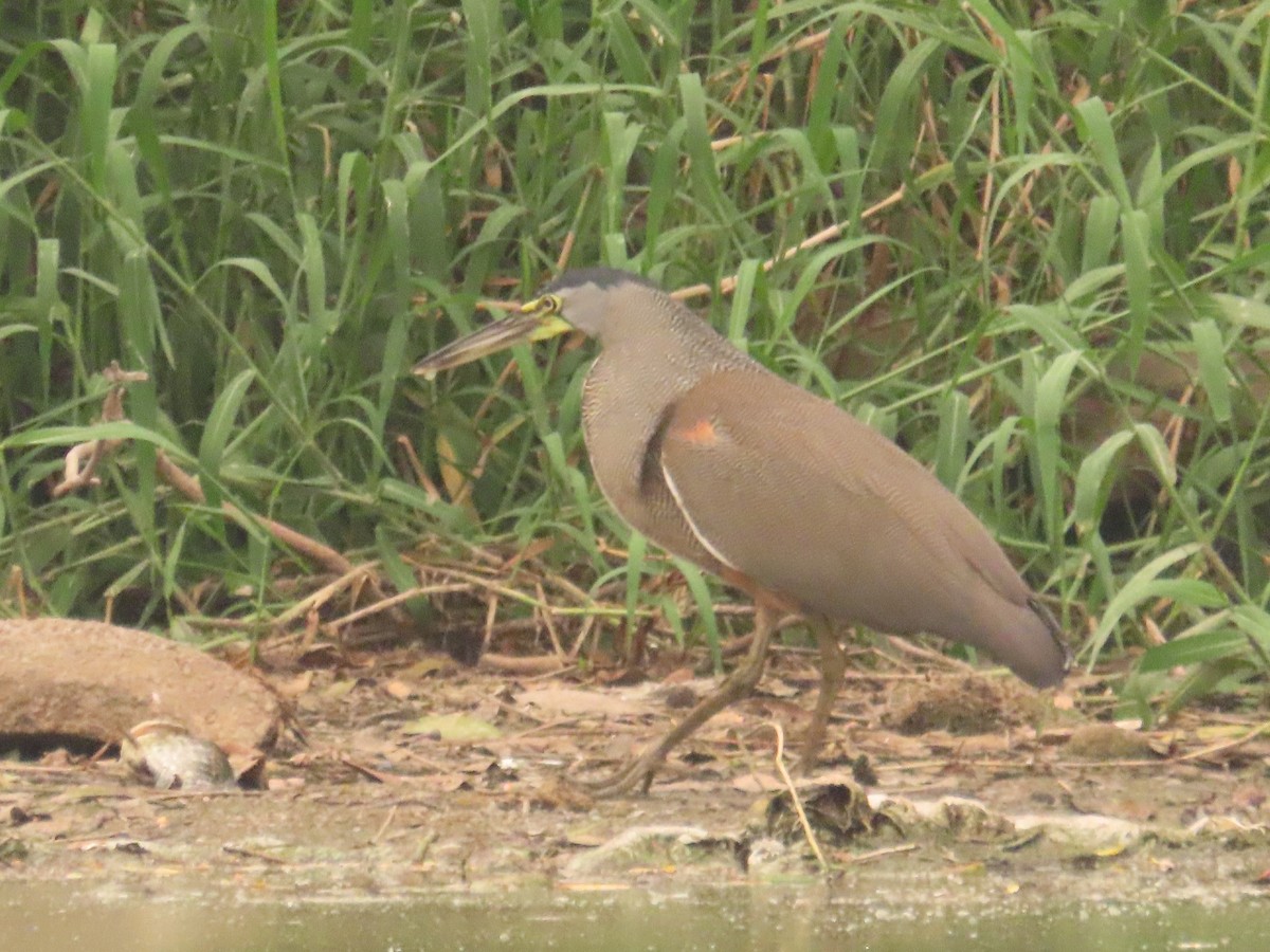 Bare-throated Tiger-Heron - ML619466812