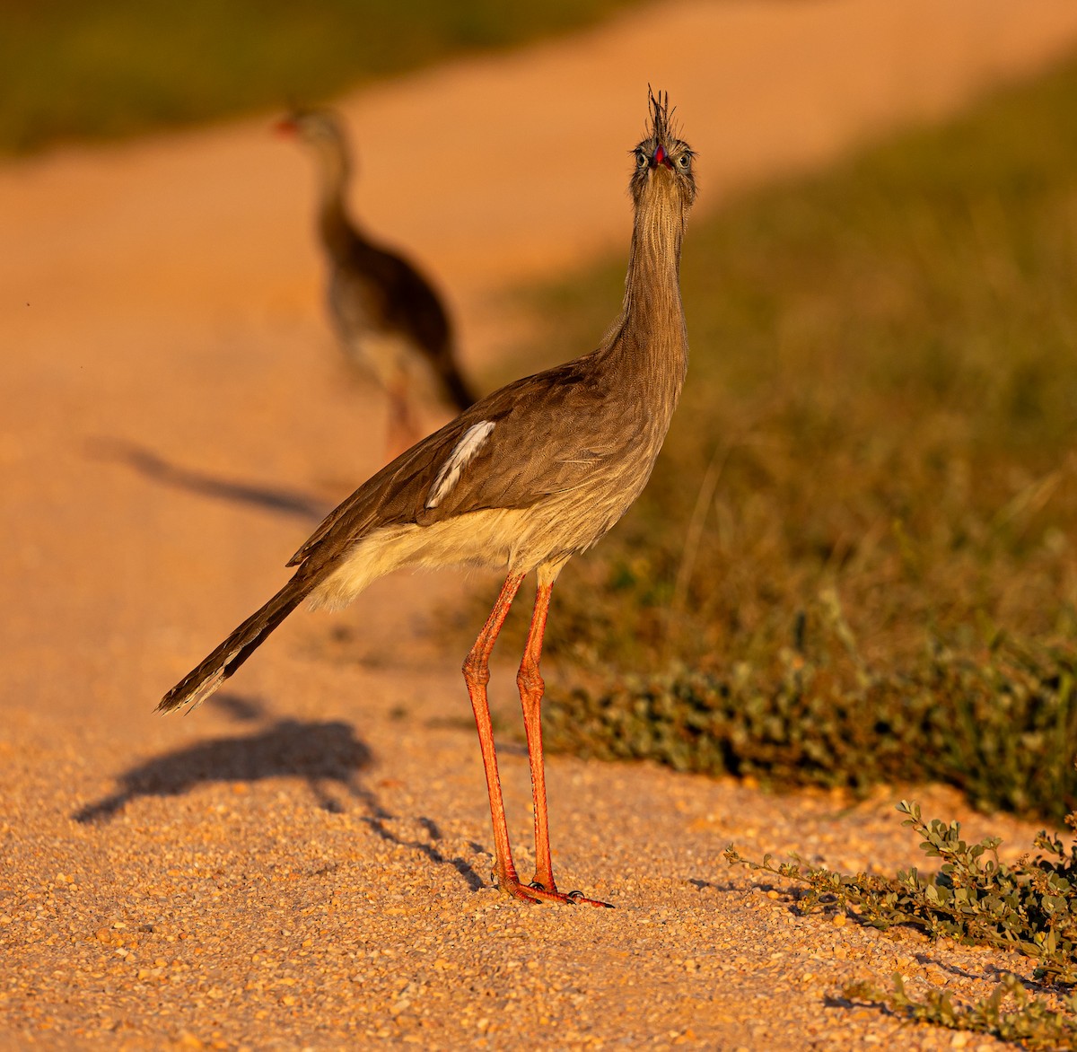 Red-legged Seriema - Xavier Munoz Neblina Forest.