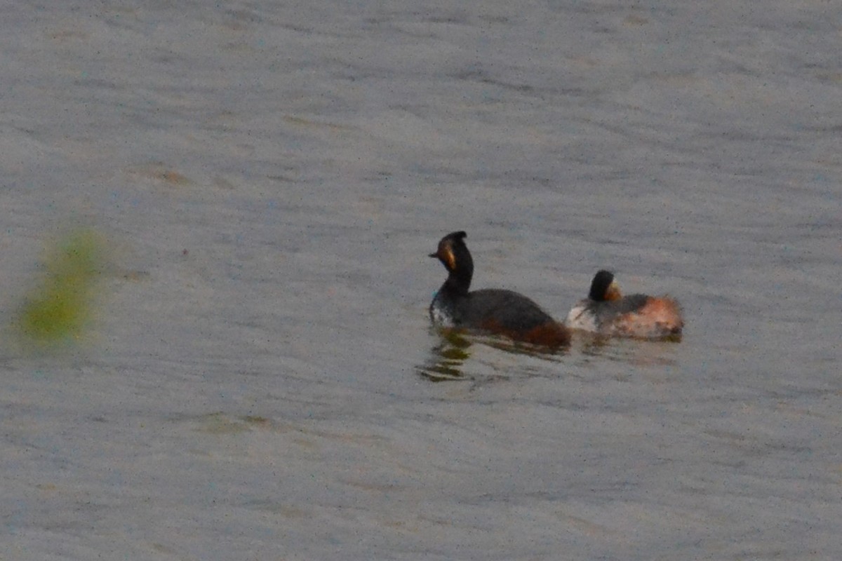 Eared Grebe - Ted Armstrong