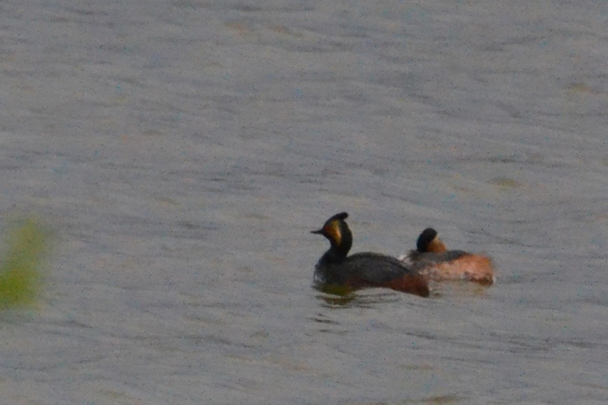 Eared Grebe - Ted Armstrong