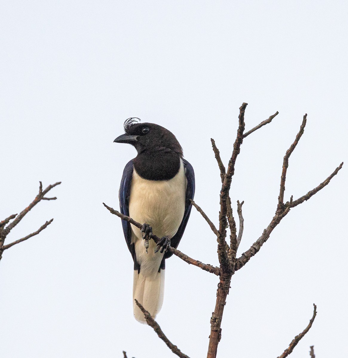 Curl-crested Jay - ML619466822
