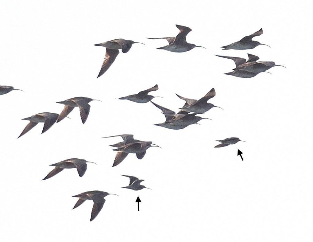 Short-billed Dowitcher - Margaret Hough