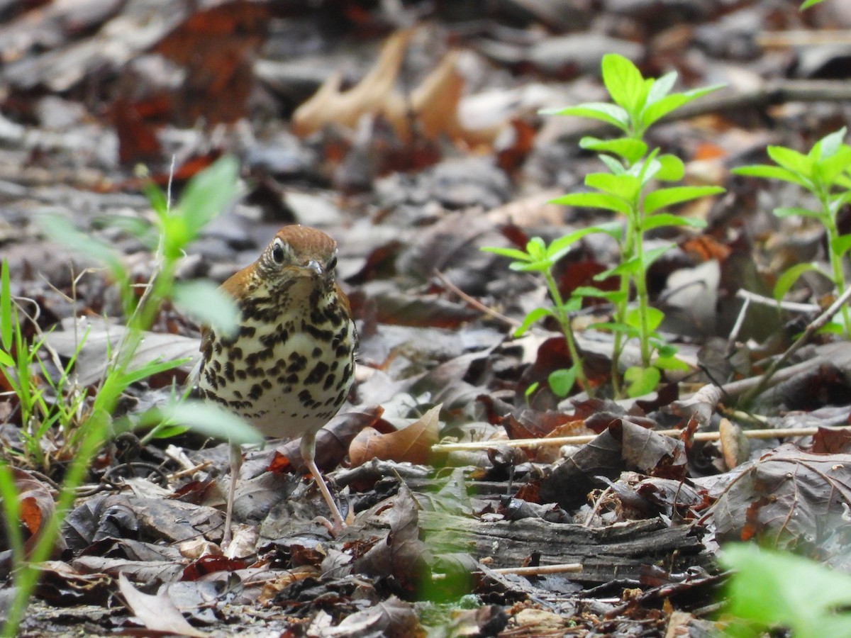 Wood Thrush - Sam Ivande