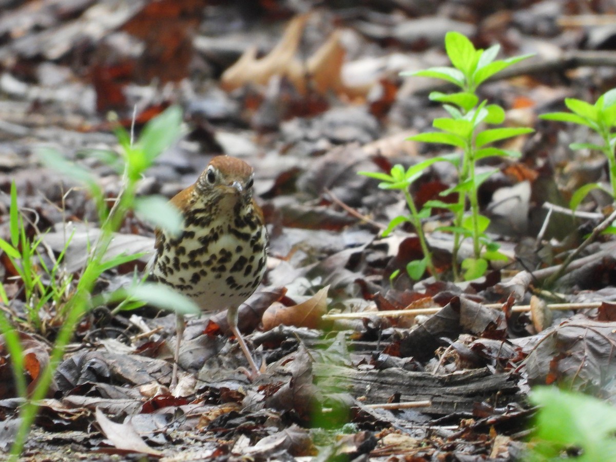 Wood Thrush - Sam Ivande