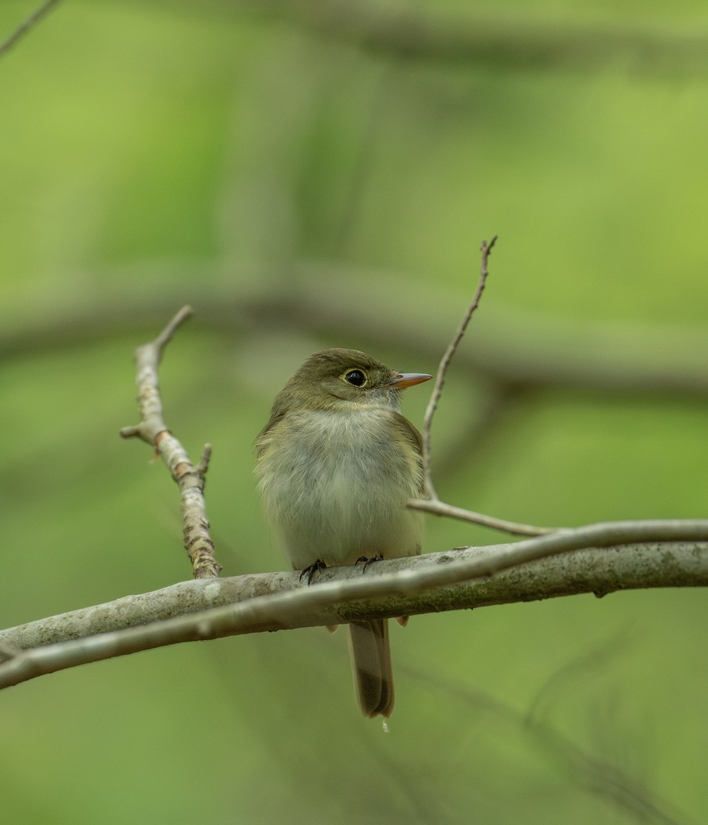 Acadian Flycatcher - Alton Spencer