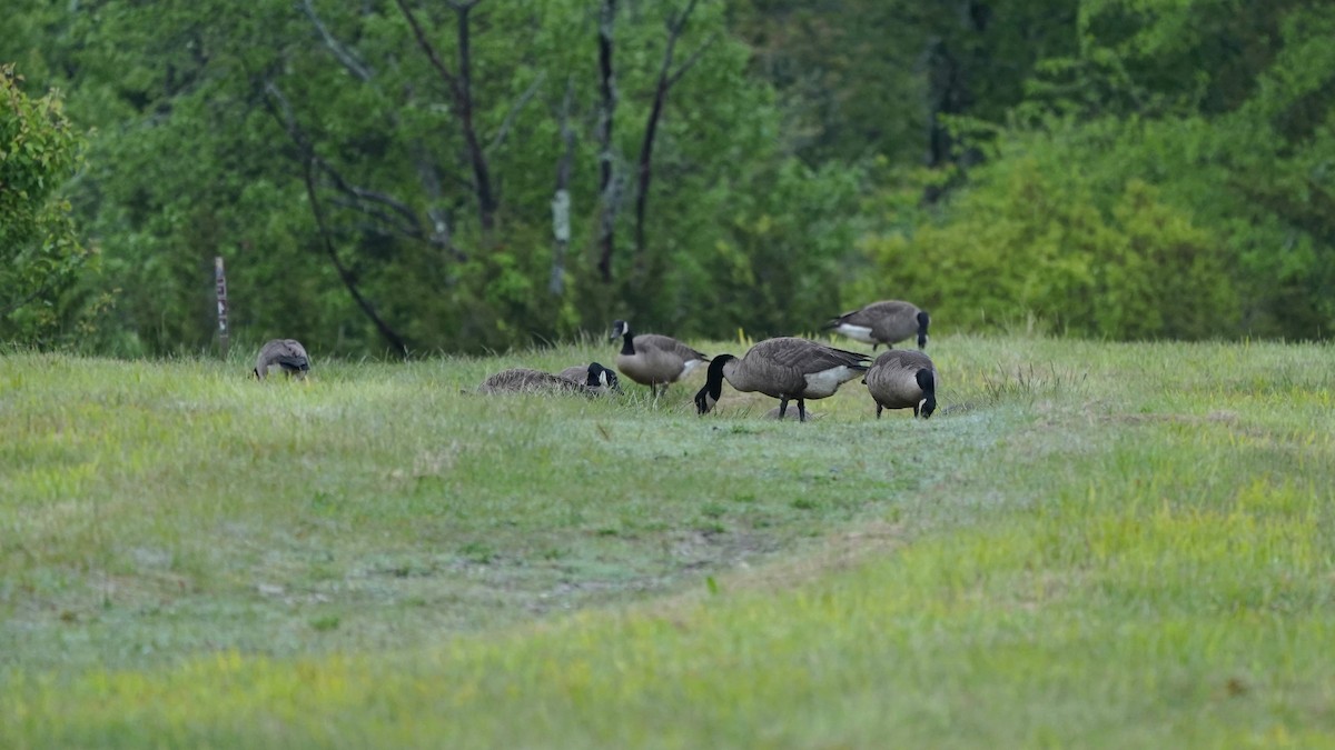 Canada Goose - ML619466839