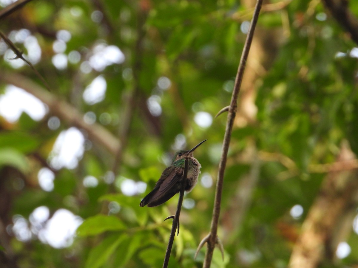 Colibri à queue bronzée - ML619466840