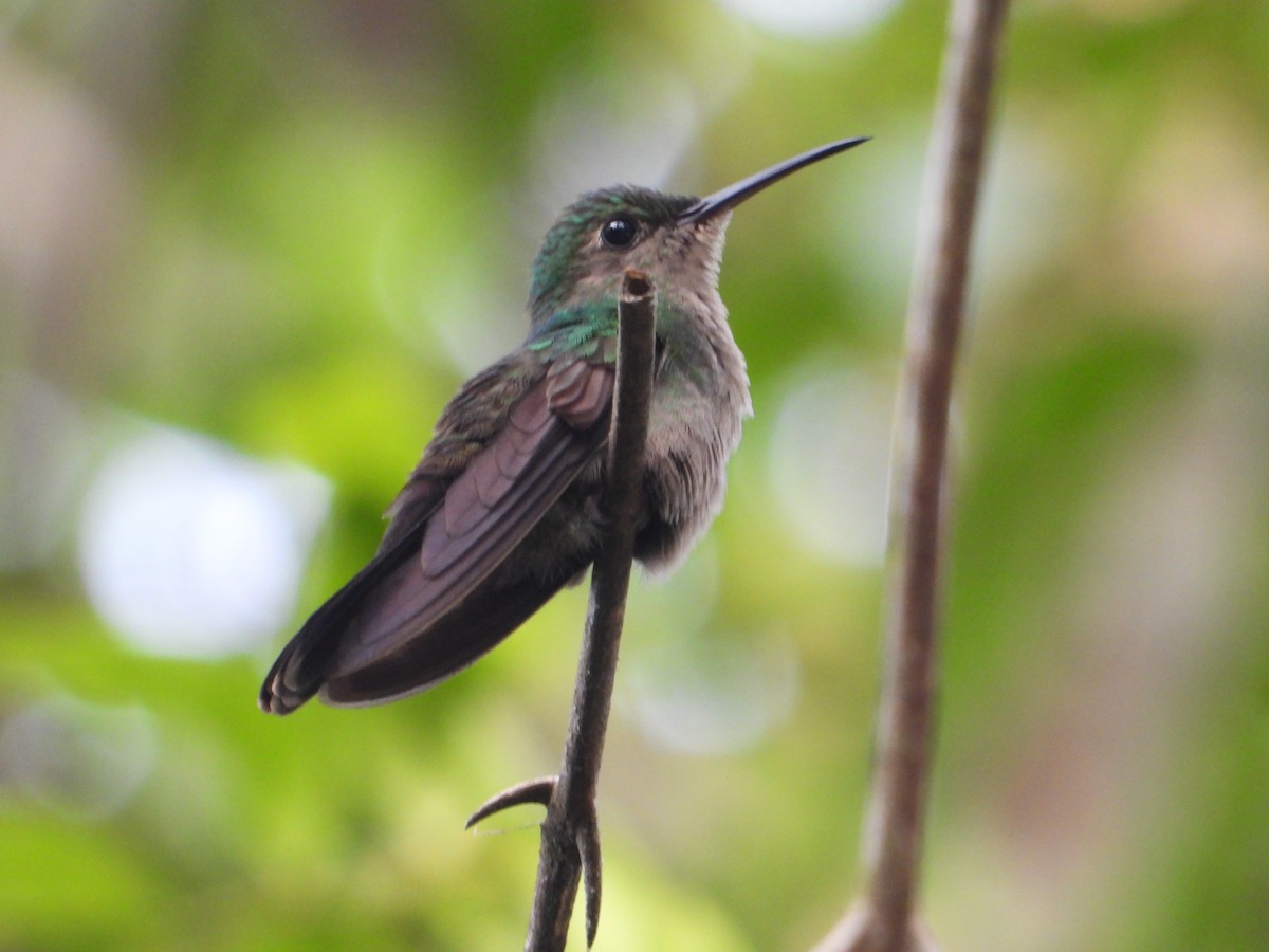 Bronze-tailed Plumeleteer - Joel Amaya (BirdwatchingRoatan.com)